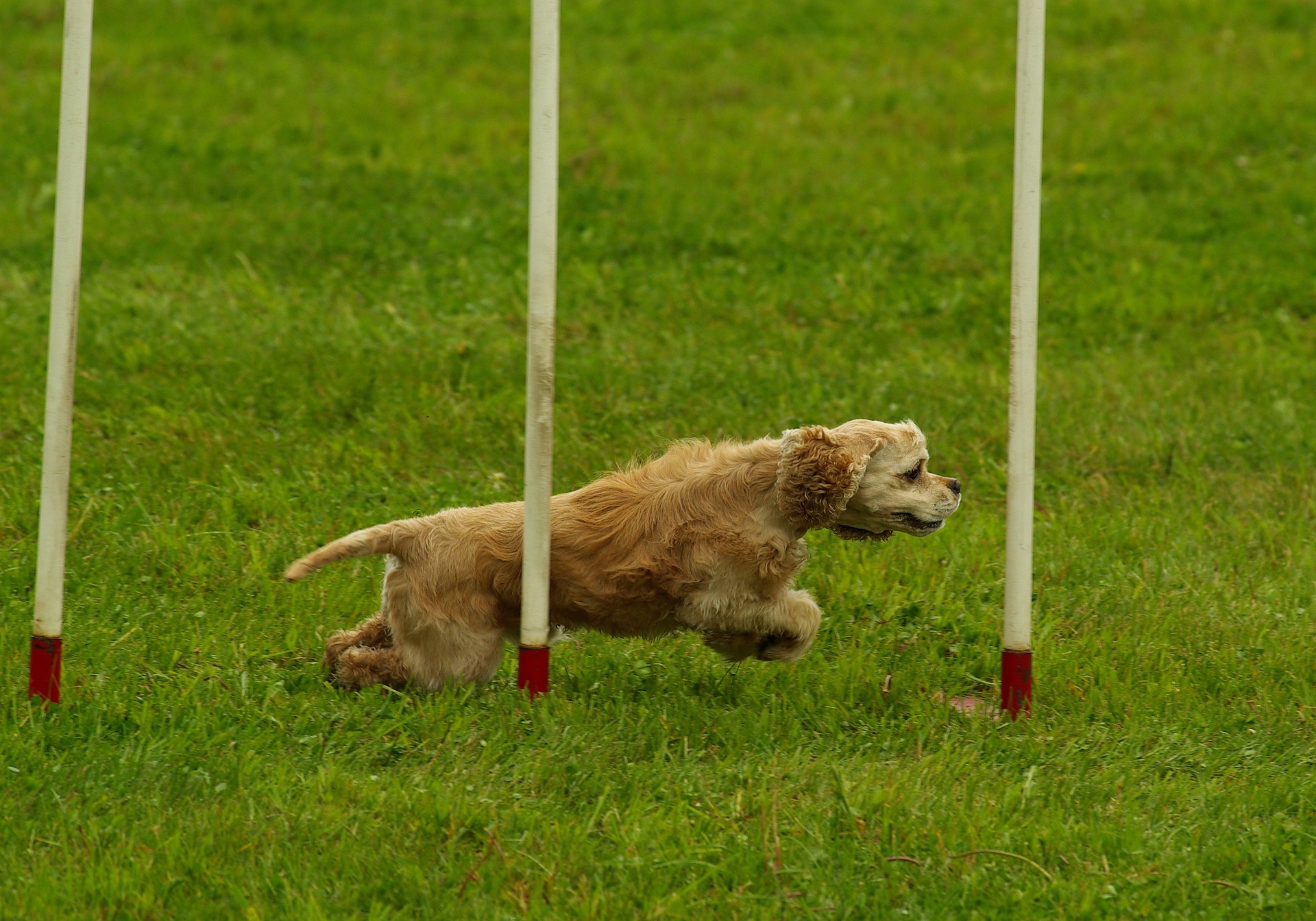 Hund som springer slalom
