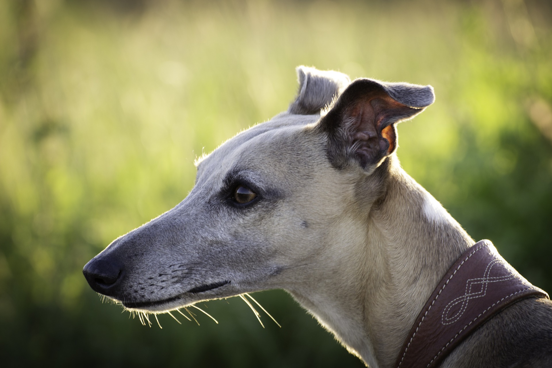 En greyhound är stark och uthållig