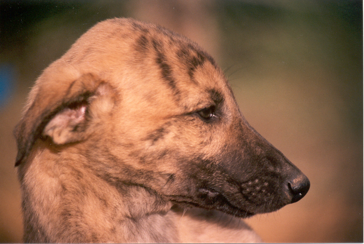 Söt greyhound valp